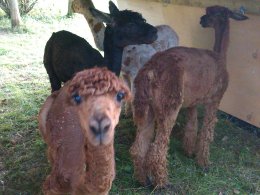 Alpaca in shelter