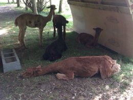 Alpaca sleeping in shade of shelter