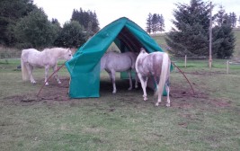 Horses sharing their field shelter