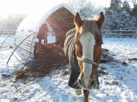 Horses sheltering from the snow