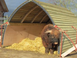 Mobile field shelter for cattle