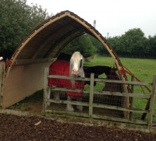 Open-ended shelter being used to join paddocks