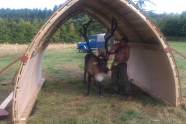 Reindeer in an arc shaped field shelter