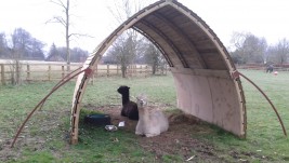 Mobile field shelter for alpacas