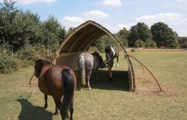 Introducing horses to their new shelter