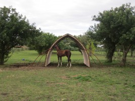 Foal inspecting a field shelter