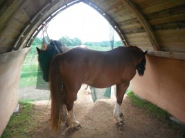 A light and fly-free shelter