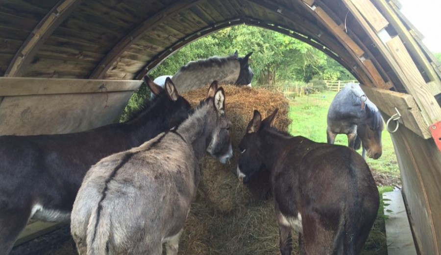 A dry and safe place to eat hay